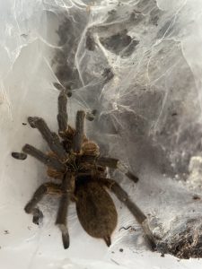 H. pulchripes