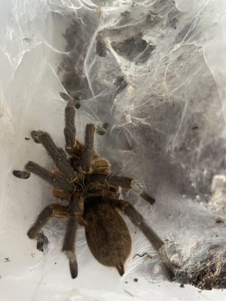 H. pulchripes