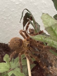 P. murinus dark color