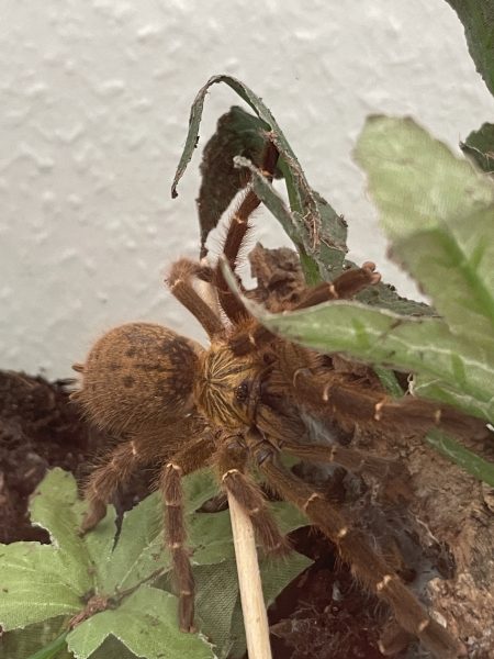 P. murinus dark color